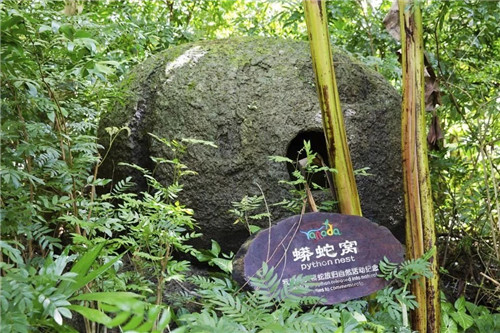  雨林谷：一個原生態的熱帶雨林植物的王國