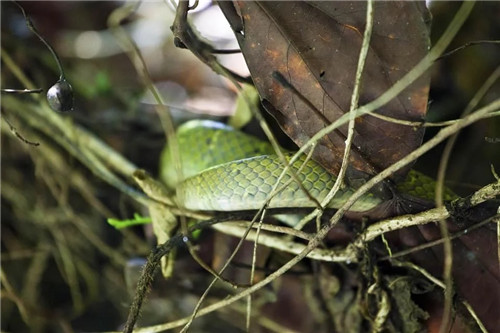  雨林谷：一個原生態的熱帶雨林植物的王國
