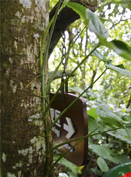 雨林谷：一個(gè)原生態(tài)的熱帶雨林植物的王國(guó)