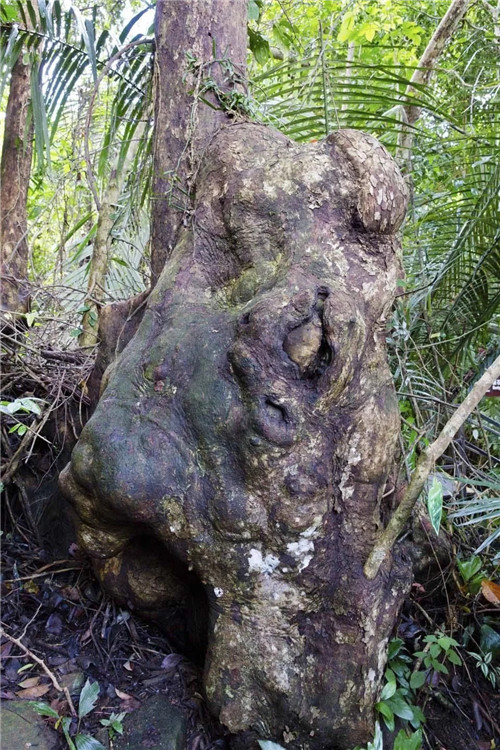  雨林谷：一個(gè)原生態(tài)的熱帶雨林植物的王國(guó)