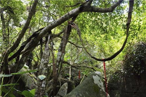  雨林谷：一個(gè)原生態(tài)的熱帶雨林植物的王國(guó)