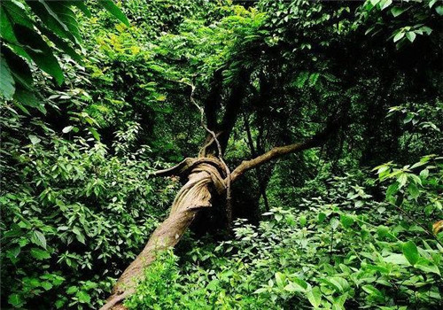 荒野生存：一定要記住的6種救命植物