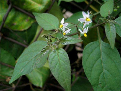 荒野生存：一定要記住的6種救命植物