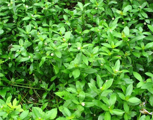 荒野生存：一定要記住的6種救命植物