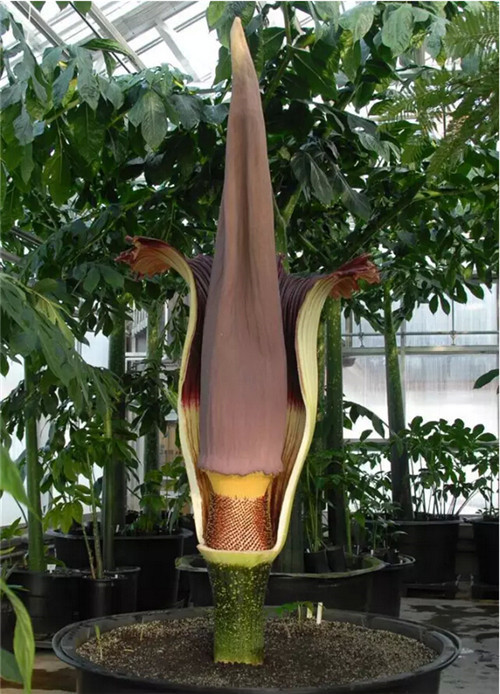 帶你探秘幾大珍惜瀕危植物