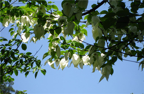 帶你探秘幾大珍惜瀕危植物