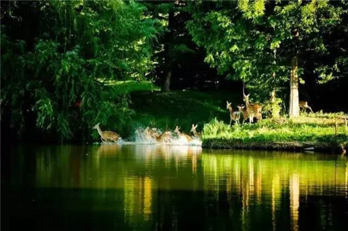 北京五環內竟然有座“城市森林”？