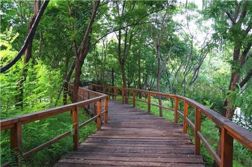 北京五環(huán)內(nèi)竟然有座“城市森林”?