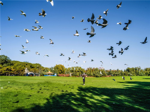 北京五環內竟然有座“城市森林”?