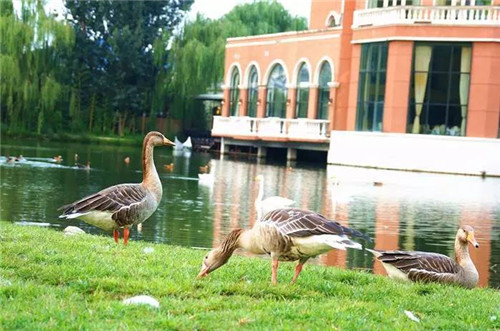 北京五環內竟然有座“城市森林”?