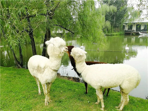 北京五環內竟然有座“城市森林”?