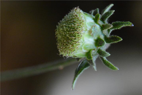 浙江省縉云大洋山發現植物新物種