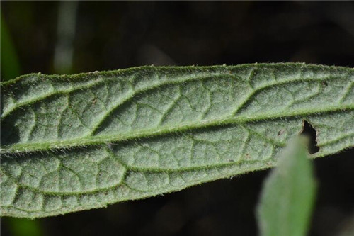 浙江省縉云大洋山發現植物新物種