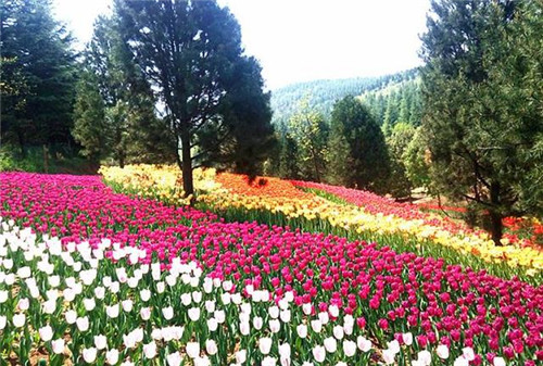 秦嶺深處的國家級植物園