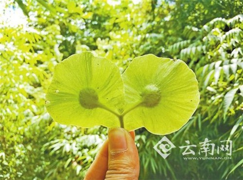 云南麻栗坡首次發現珍稀植物云南金錢槭