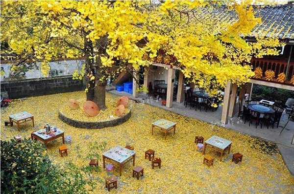 適合庭院的10種經典高顏值主景觀樹木