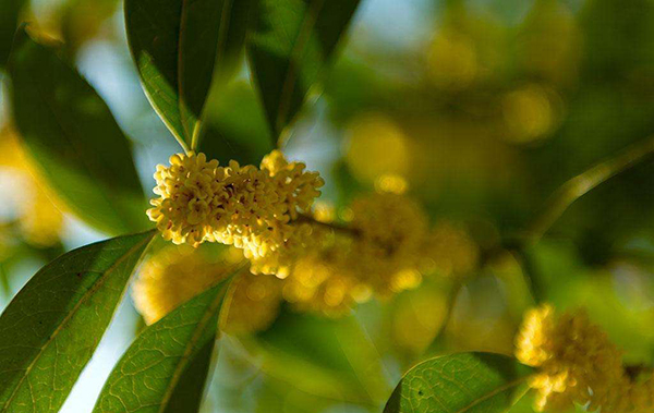 適合庭院的10種經典高顏值主景觀樹木