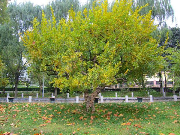 適合庭院的10種經典高顏值主景觀樹木