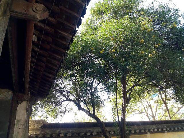 適合庭院的10種經(jīng)典高顏值主景觀樹木