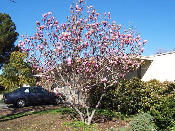 適合庭院的10種經(jīng)典高顏值主景觀樹木