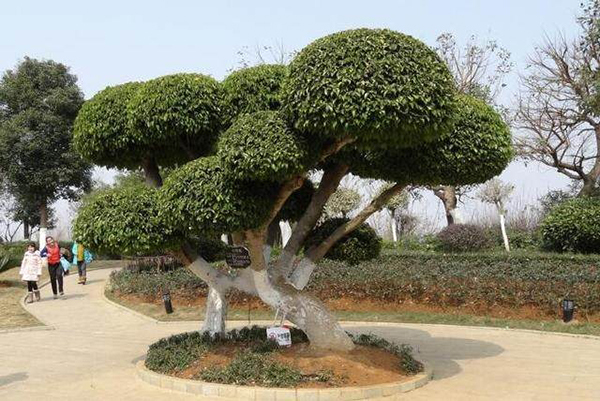 適合庭院的10種經(jīng)典高顏值主景觀樹木