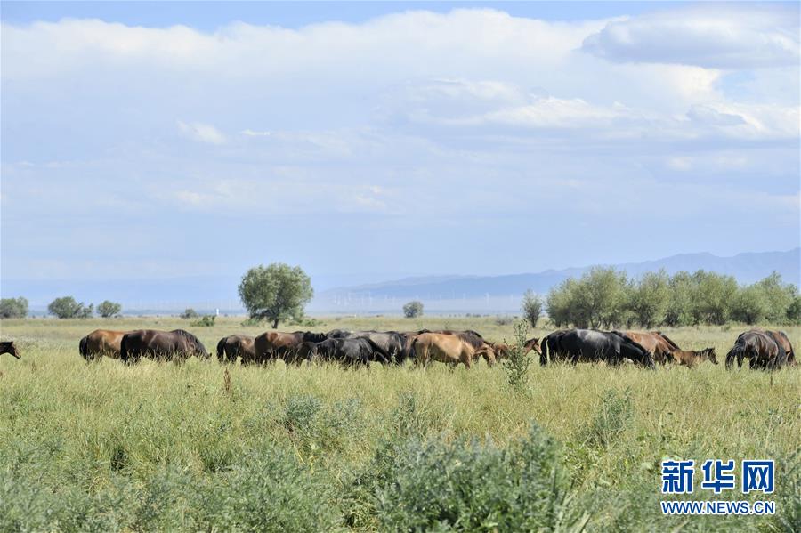 我國多地實行生態修復工程收到成效
