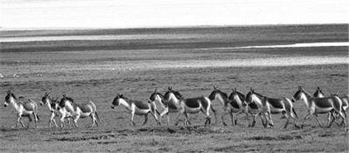 為三江源國家公園提供科技支撐