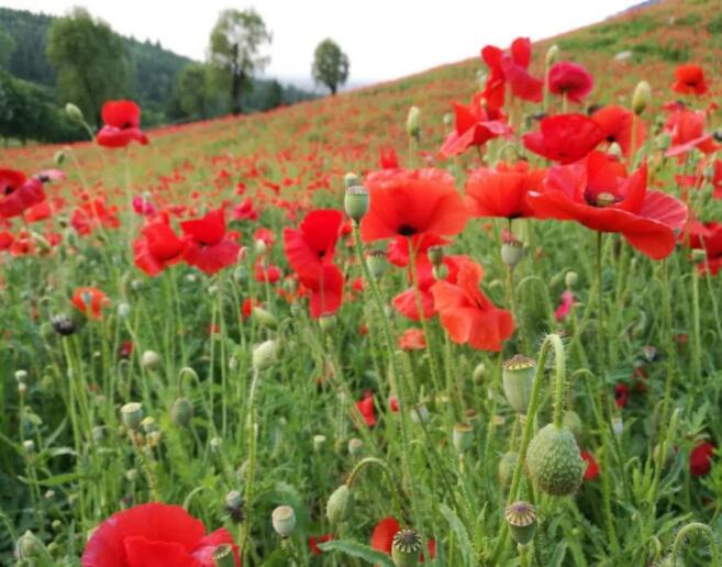 秦嶺國家植物園打造生態保護新高地
