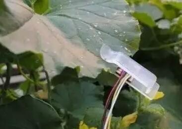植物葉子上安裝傳感器可告知農(nóng)民何時(shí)澆水