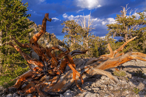 世界長壽樹種狐尾松或面臨生存困境
