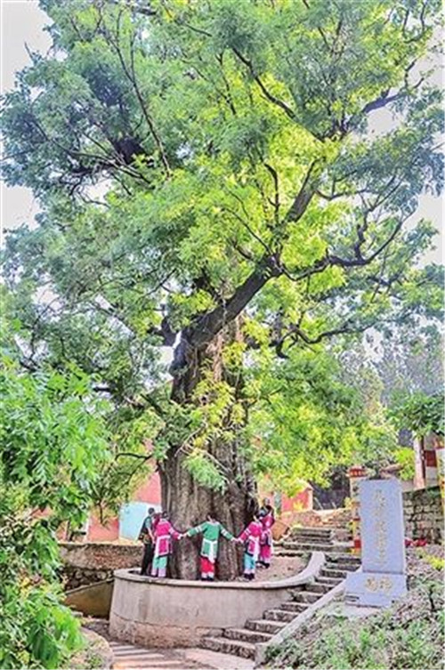 昆明啟動古樹名木普查 