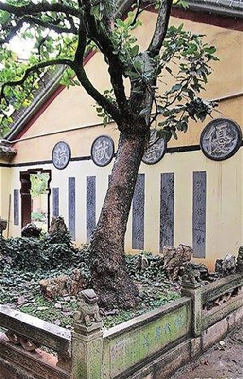 昆明啟動古樹名木普查 