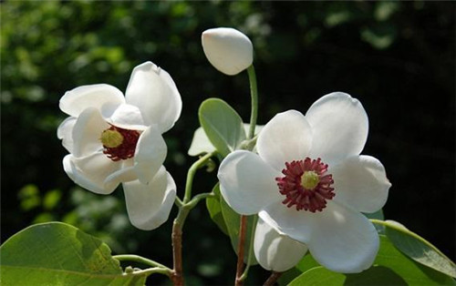 植物王國中“活化石”天女木蘭的栽培技術