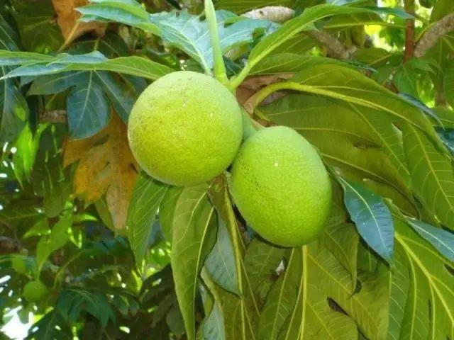 世界上最另類有趣的植物