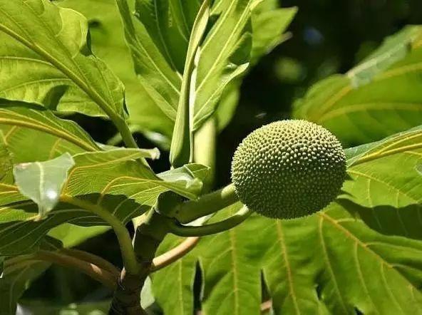 世界上最另類有趣的植物