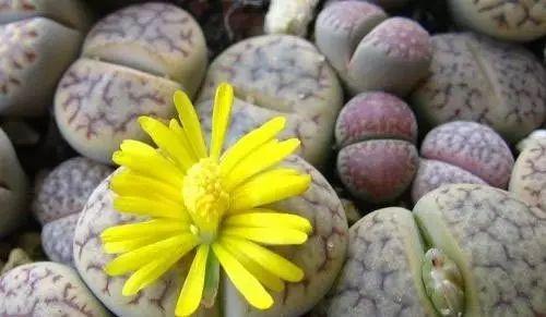 世界上最另類有趣的植物