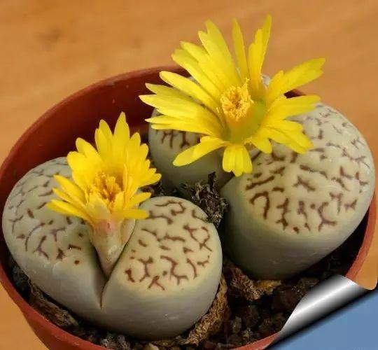 世界上最另類有趣的植物