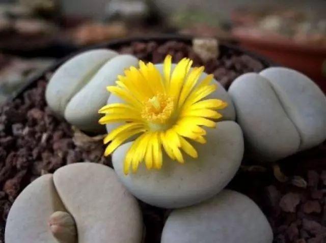 世界上最另類有趣的植物