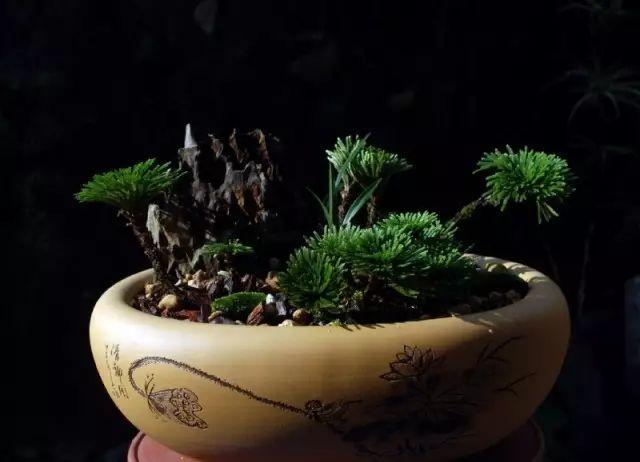 世界上最另類有趣的植物