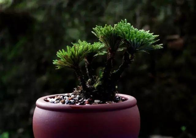 世界上最另類有趣的植物