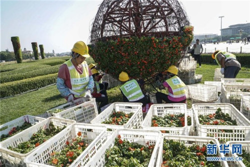 天安門(mén)廣場(chǎng)國(guó)慶花卉開(kāi)始布置