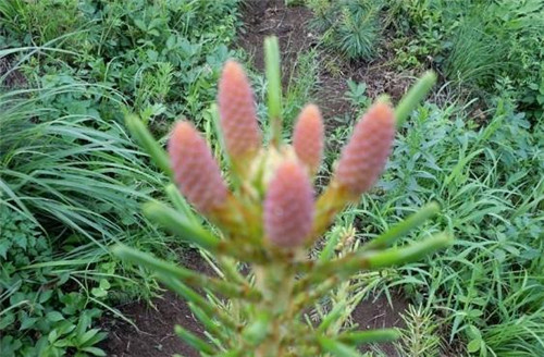 生態經濟價值極高的樹種——紅松的栽培技術