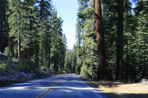 生態經濟價值極高的樹種——紅松的栽培技術