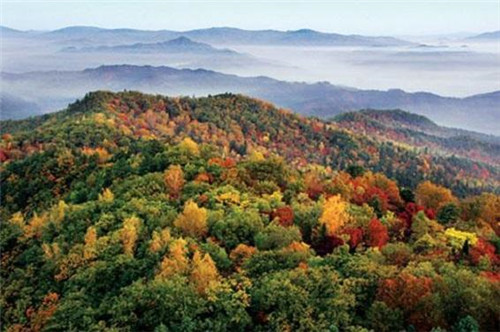 生態經濟價值極高的樹種——紅松的栽培技術
