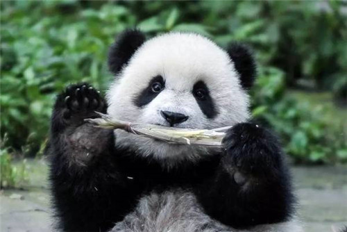 大熊貓國(guó)家公園真是太大了