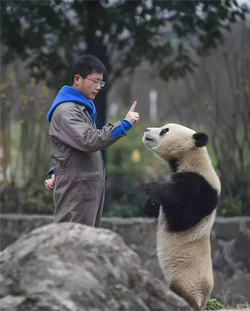 大熊貓國(guó)家公園真是太大了