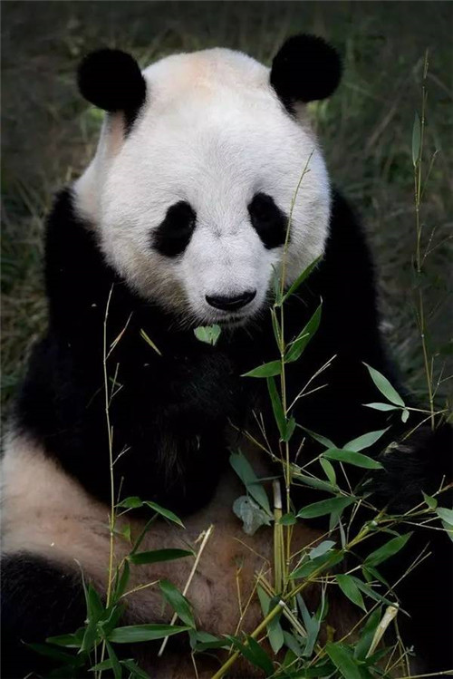 大熊貓國家公園真是太大了