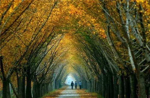 植物百科｜法國梧桐