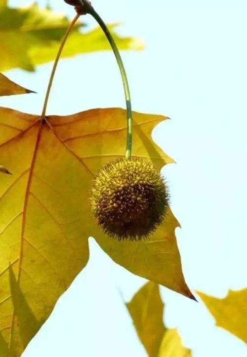 植物百科｜法國梧桐