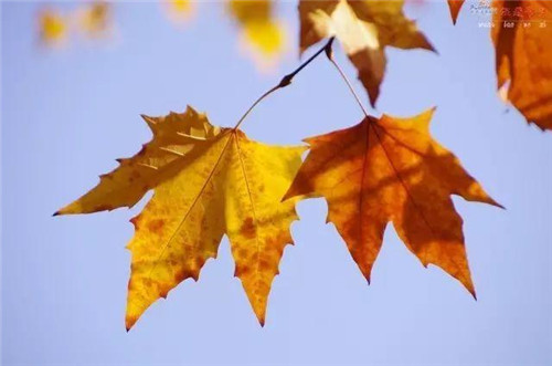 植物百科｜法國梧桐